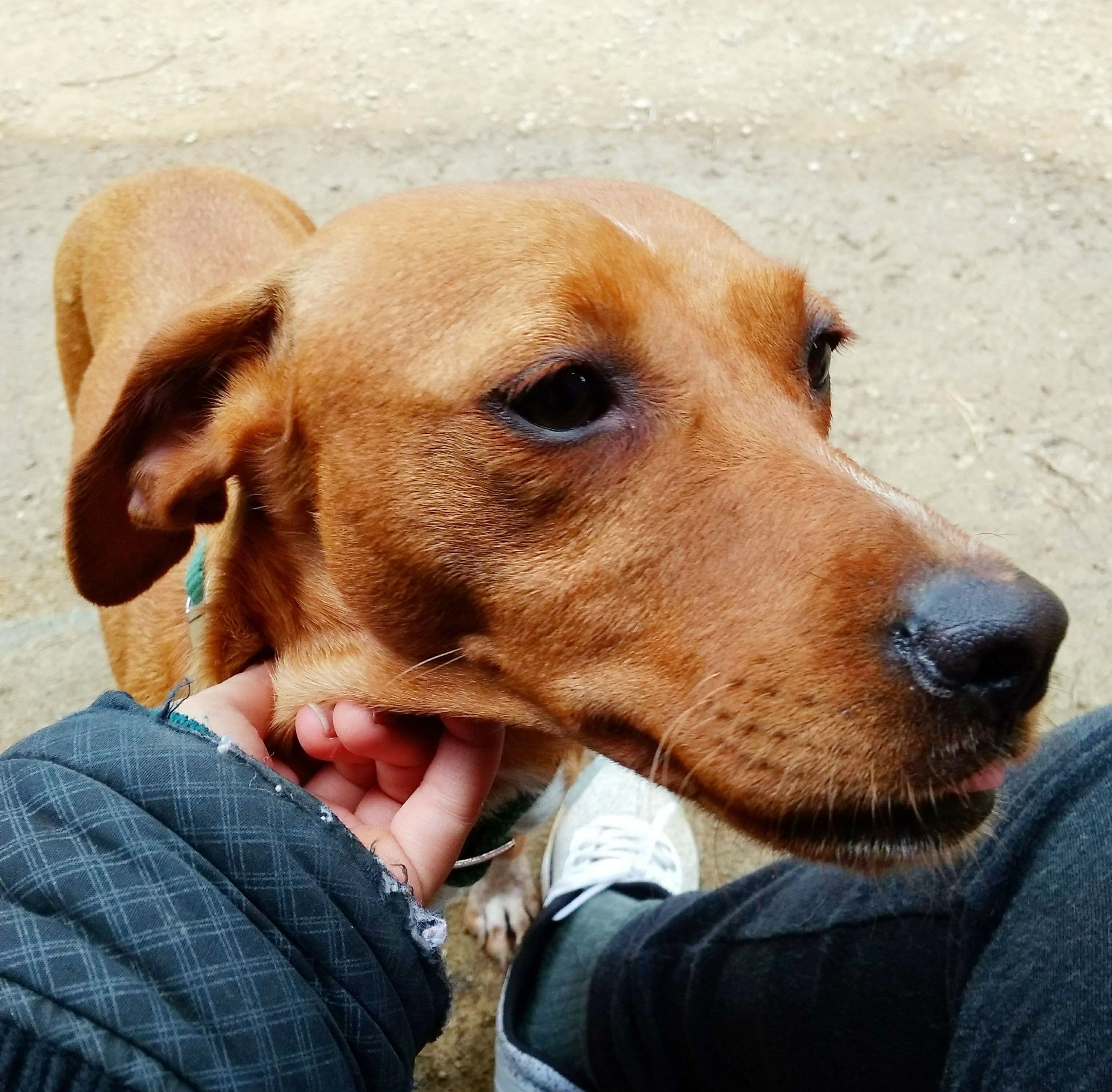 Penny adoptada! - Foto 2