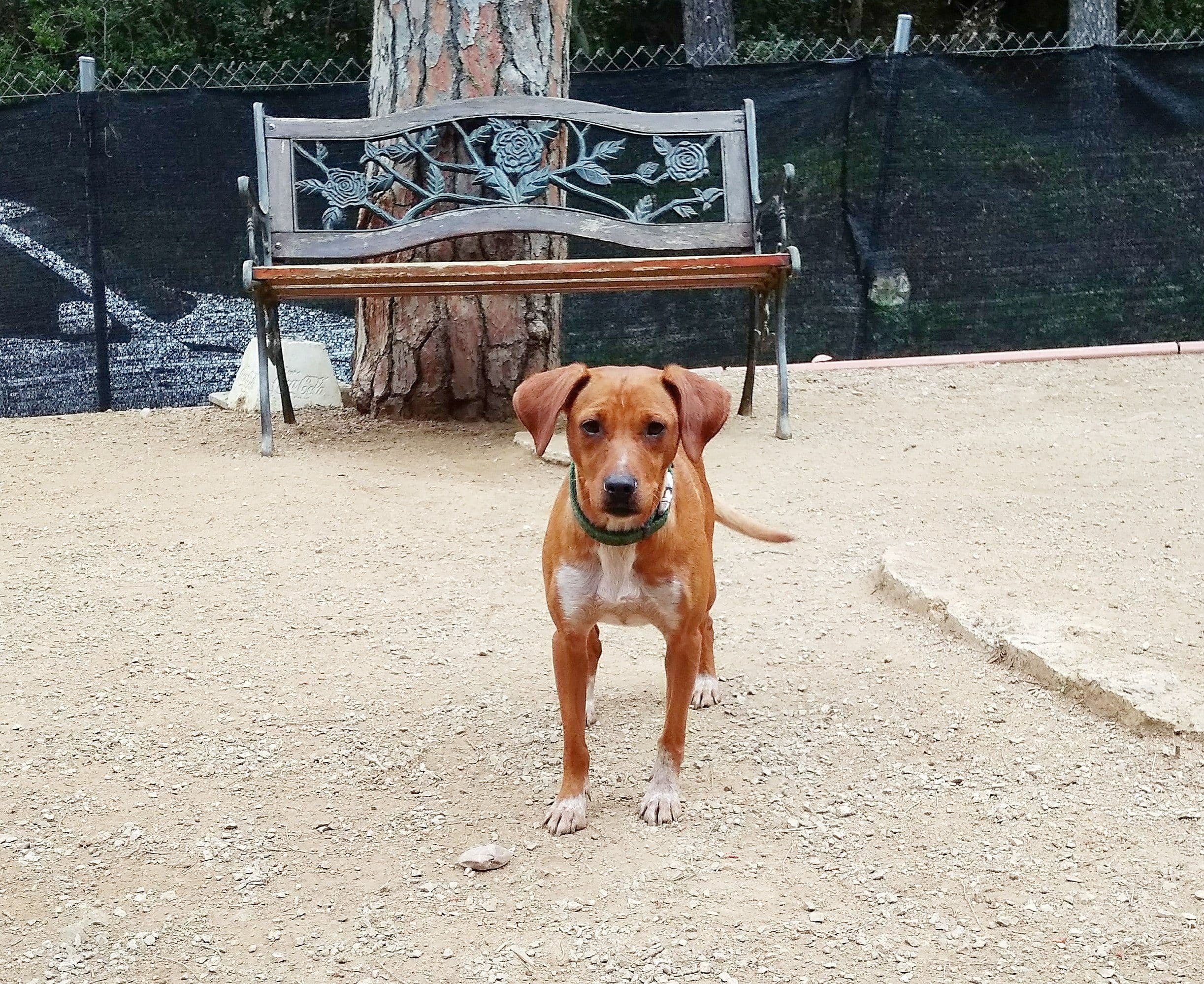 Penny adoptada! - Foto 1