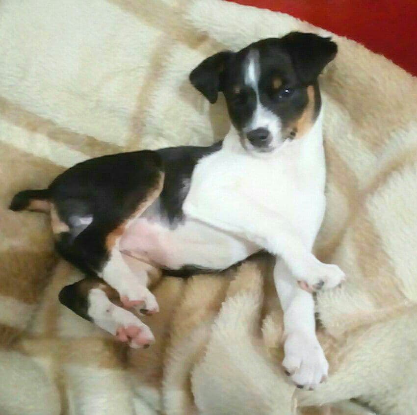 Arale adoptada! - Foto 1