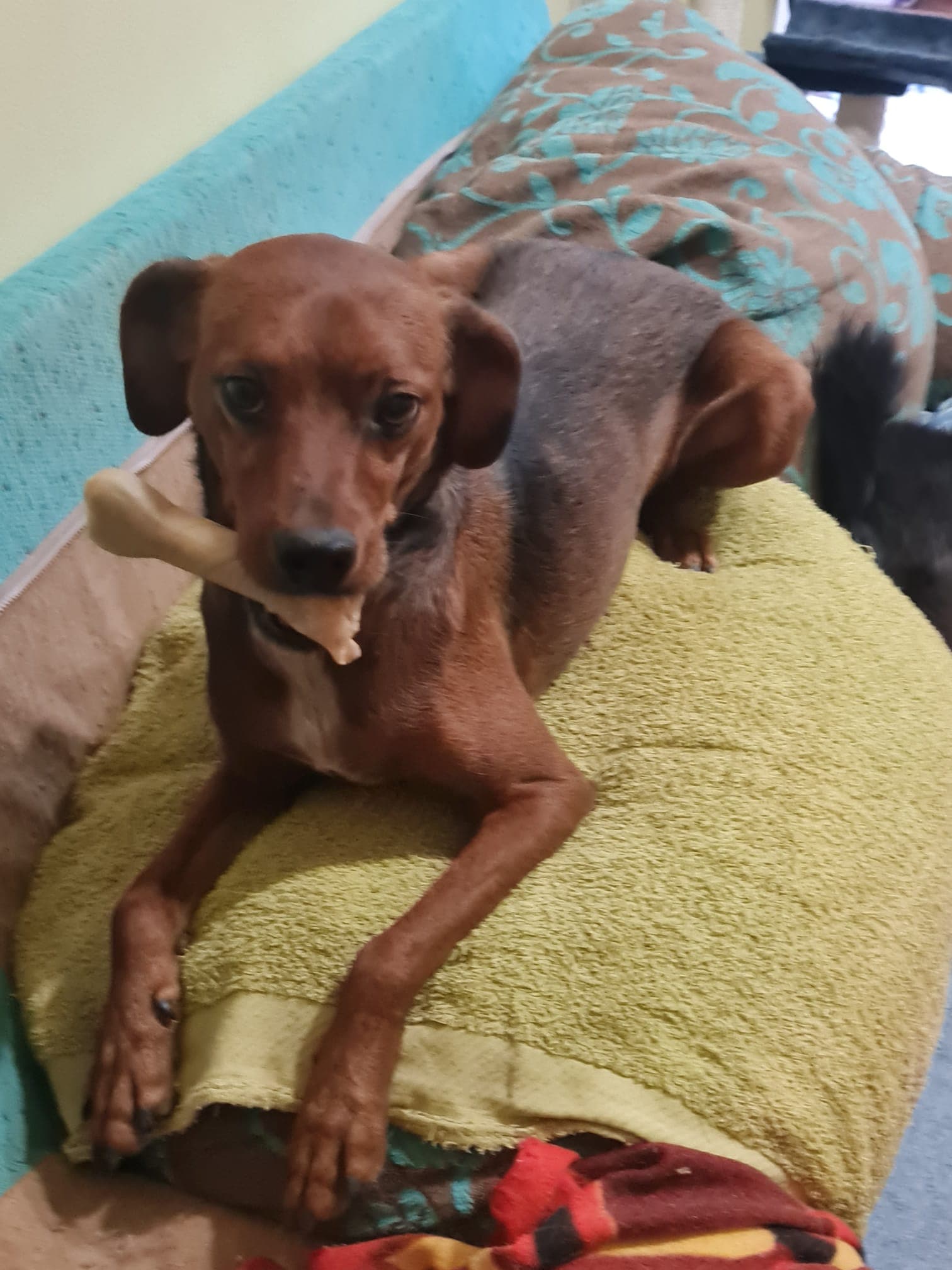 ROSI ADOPTADA - Foto 1