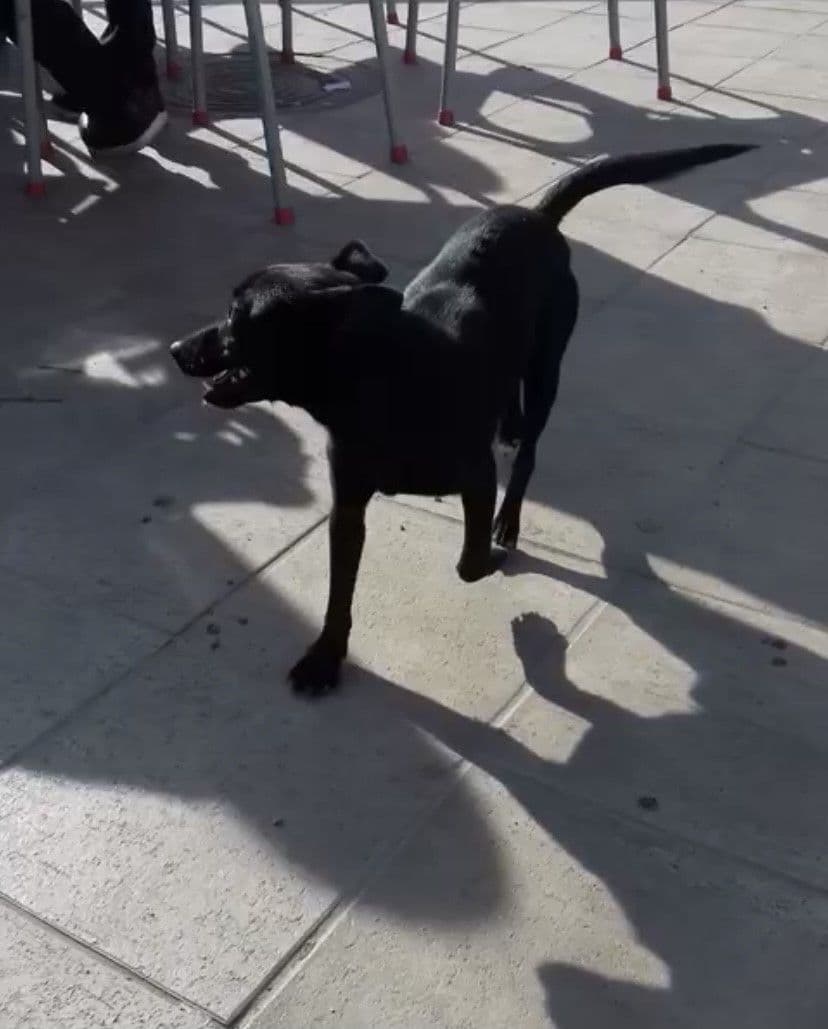 ELFO ADOPTAT - Foto 1