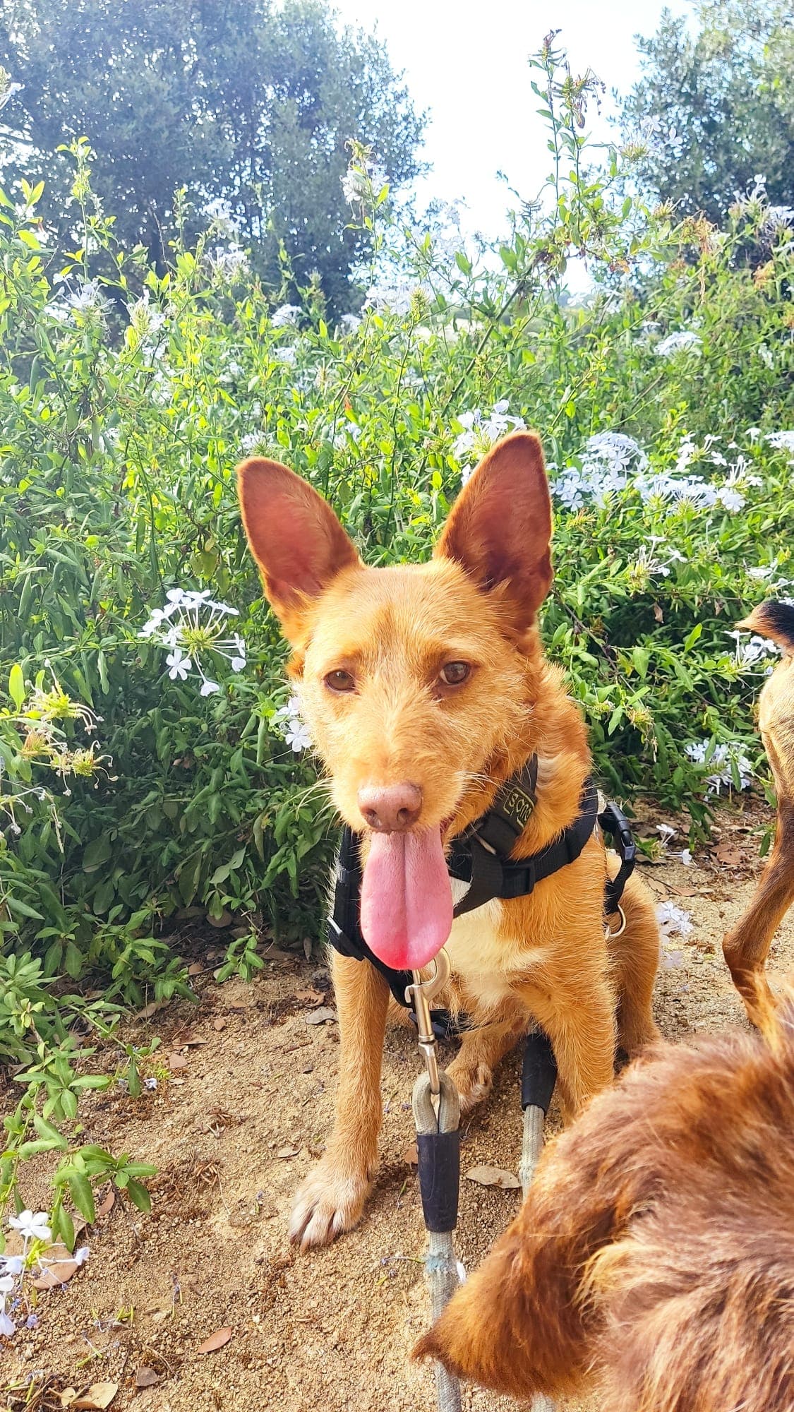 GRU ADOPTADA! - Foto 4