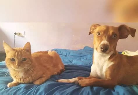 ALAIA ADOPTADA - Foto 4