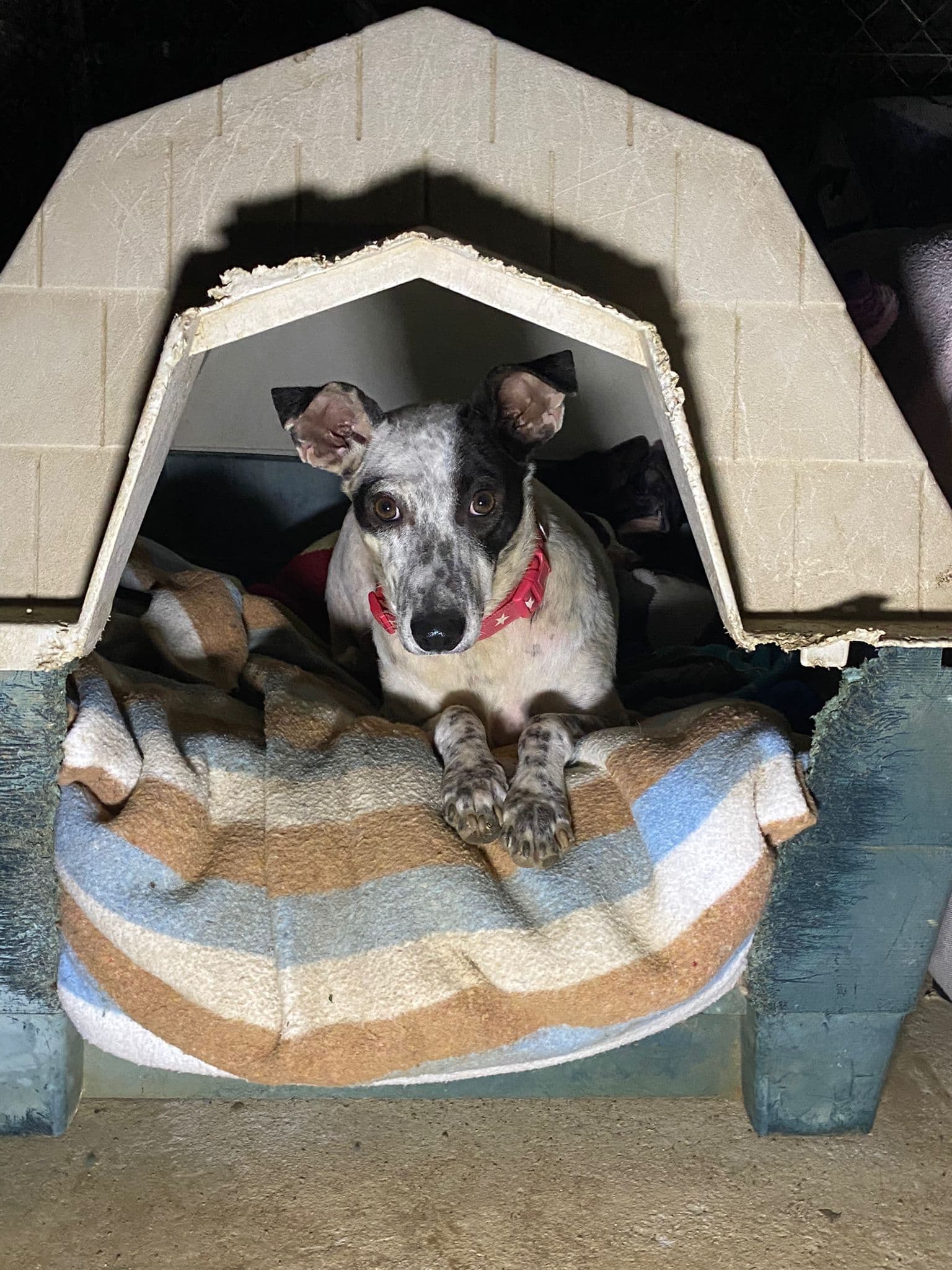 VAIANA ADOPTADA - Foto 1