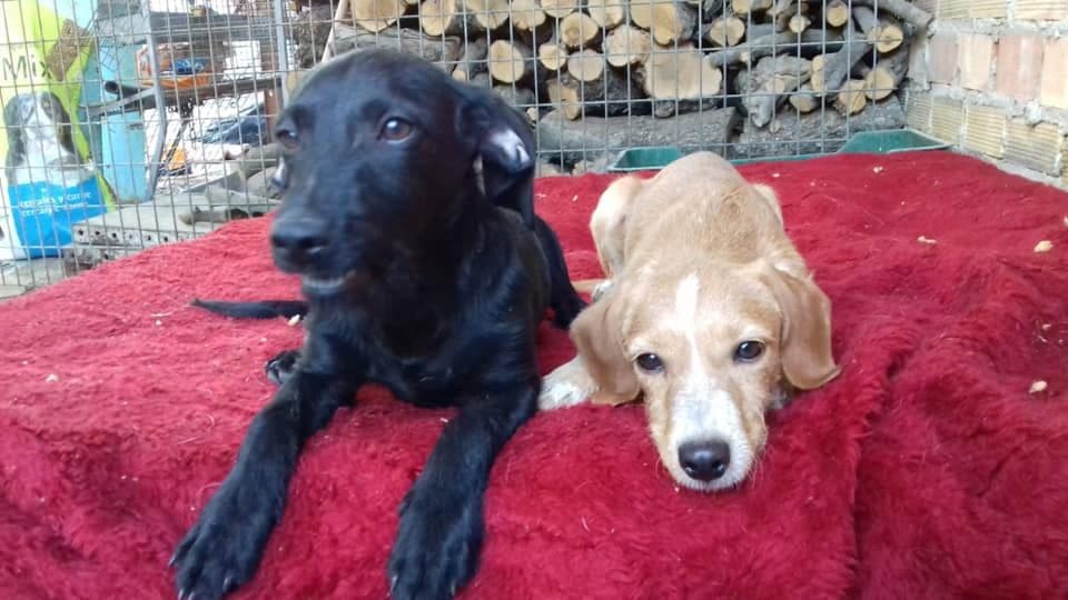 Noa i Gina adoptadas! - Foto 1