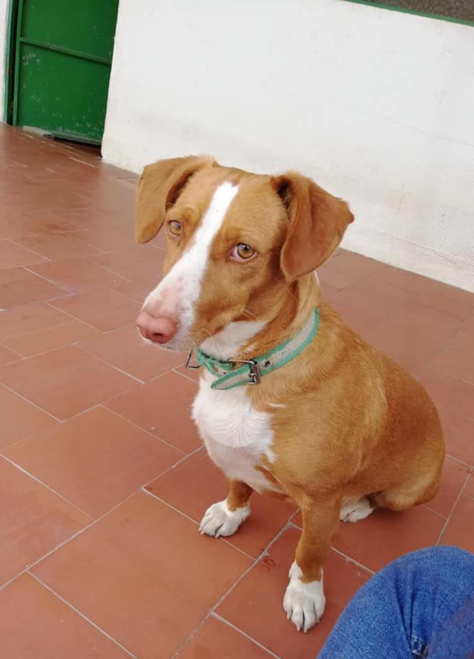 SANEM ADOPTADA - Foto 1