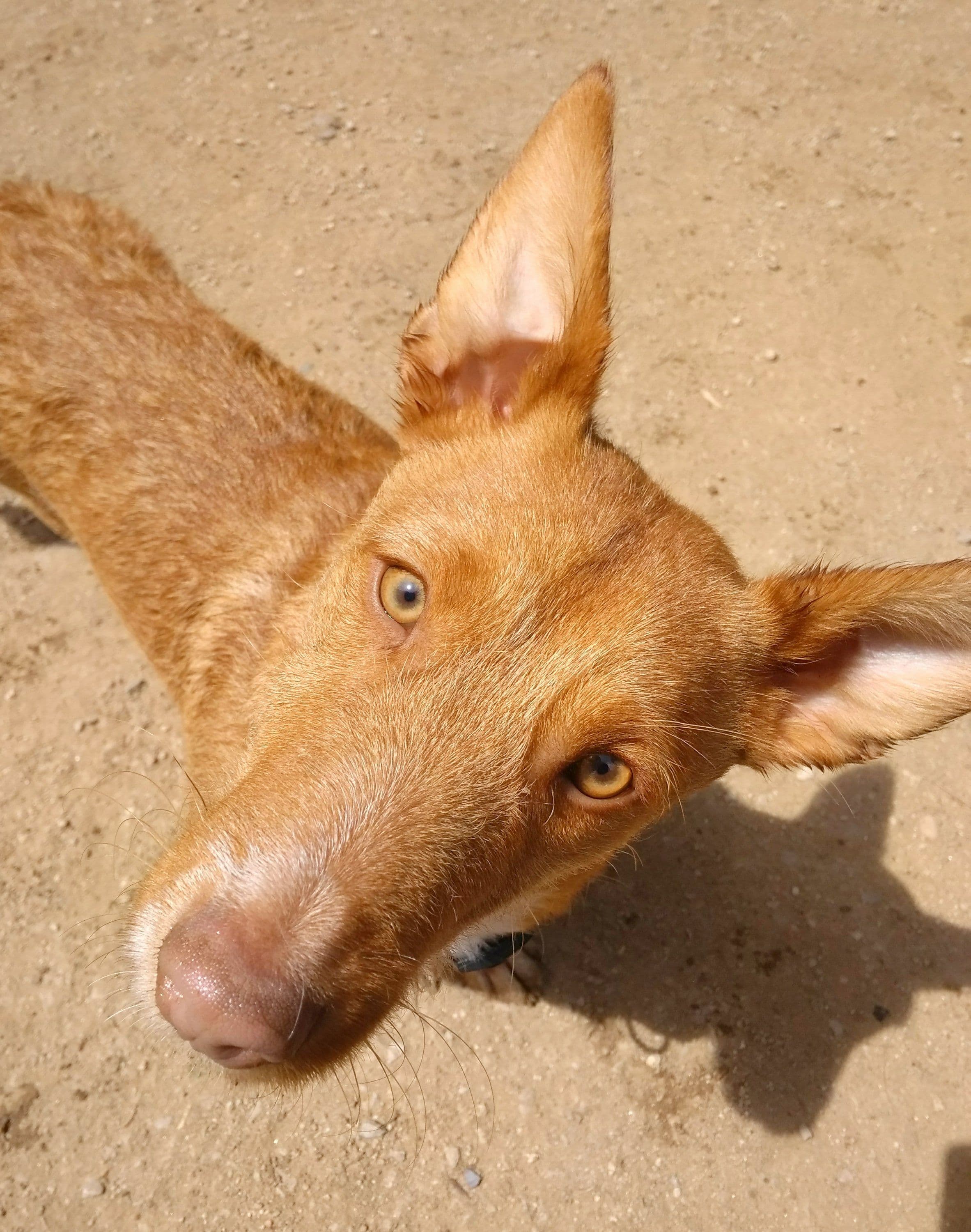 CASPER en adopción!