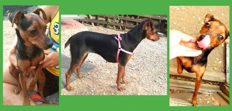 LUX adoptada! - Foto 1