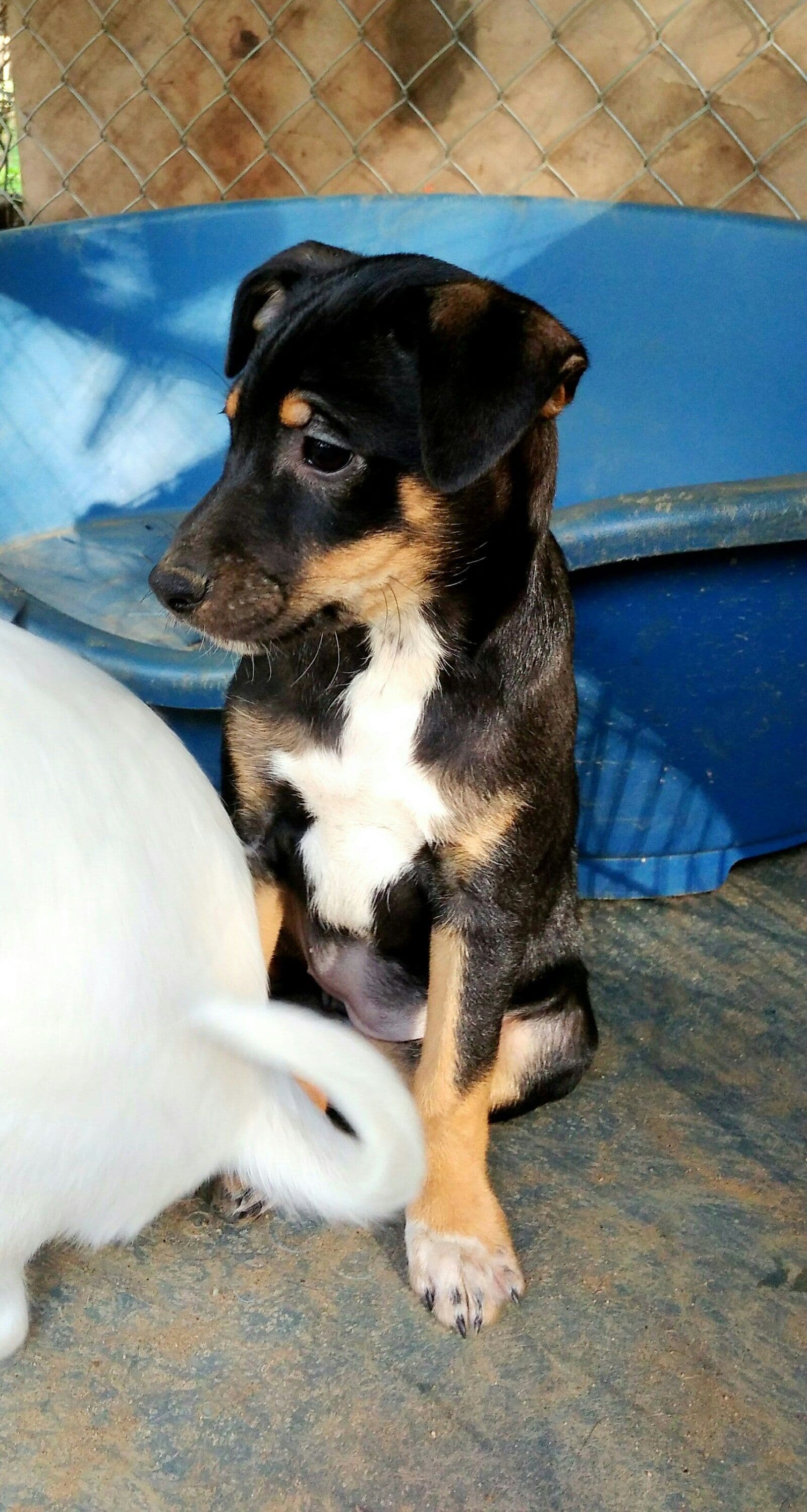 Elba adoptada! - Foto 2