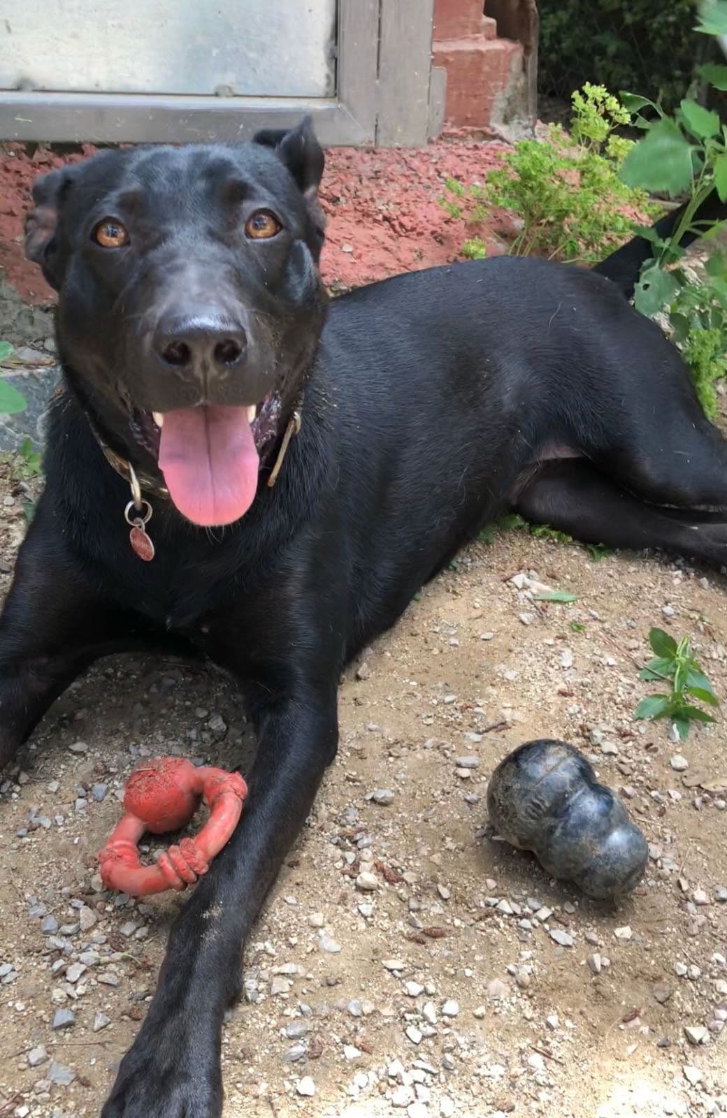 Nora adoptada ! - Foto 1