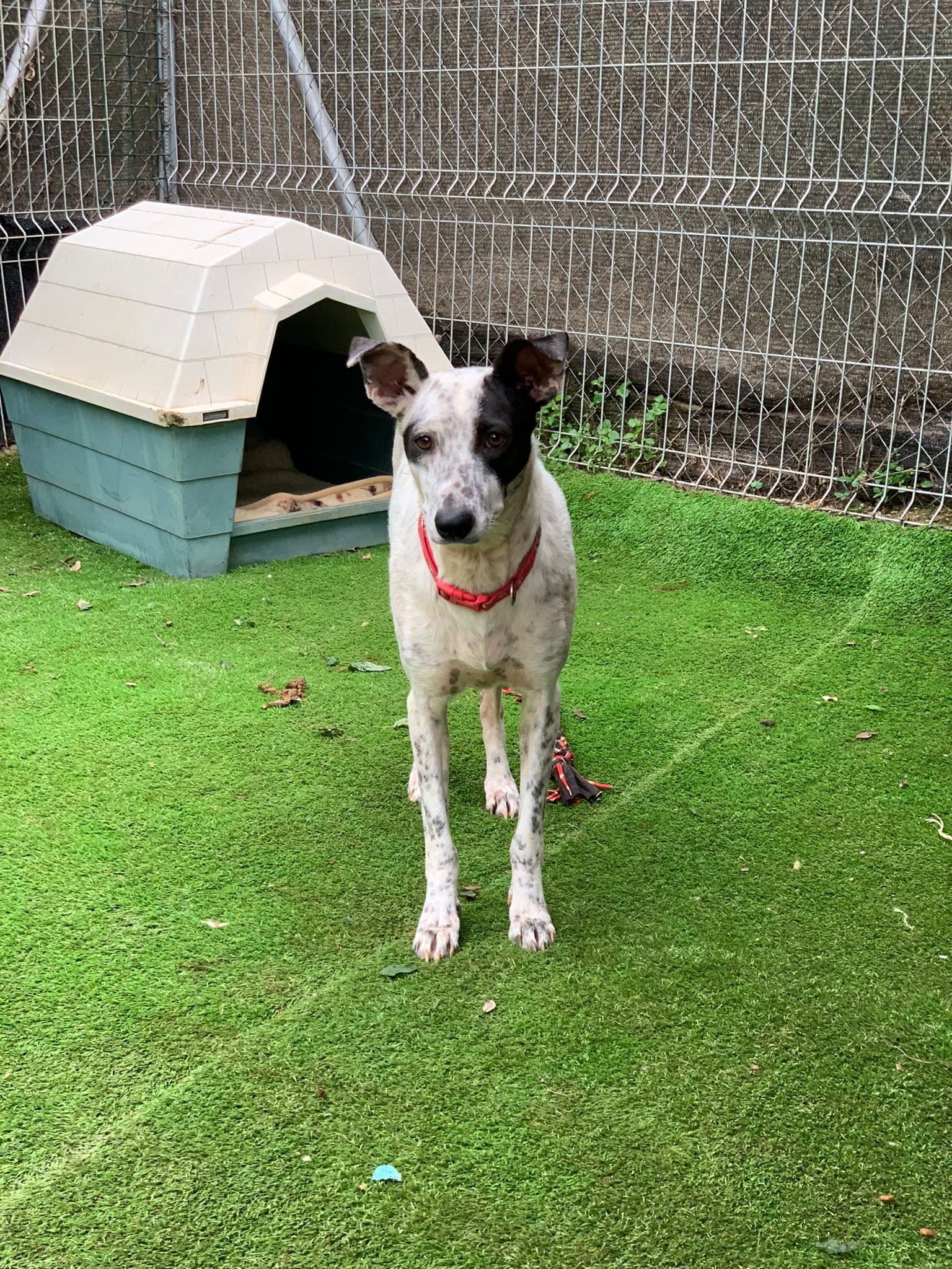 VAIANA ADOPTADA - Foto 3