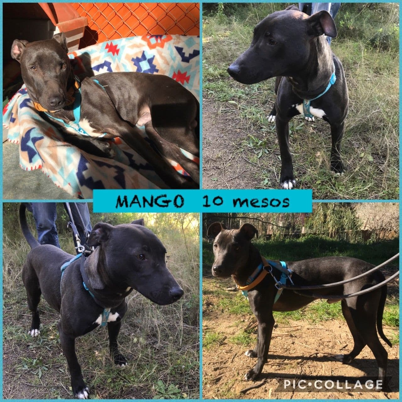 MANGO