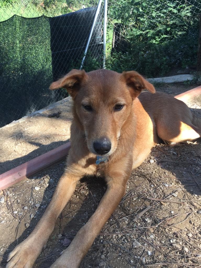 KOREA ADOPTADA!! - Foto 2