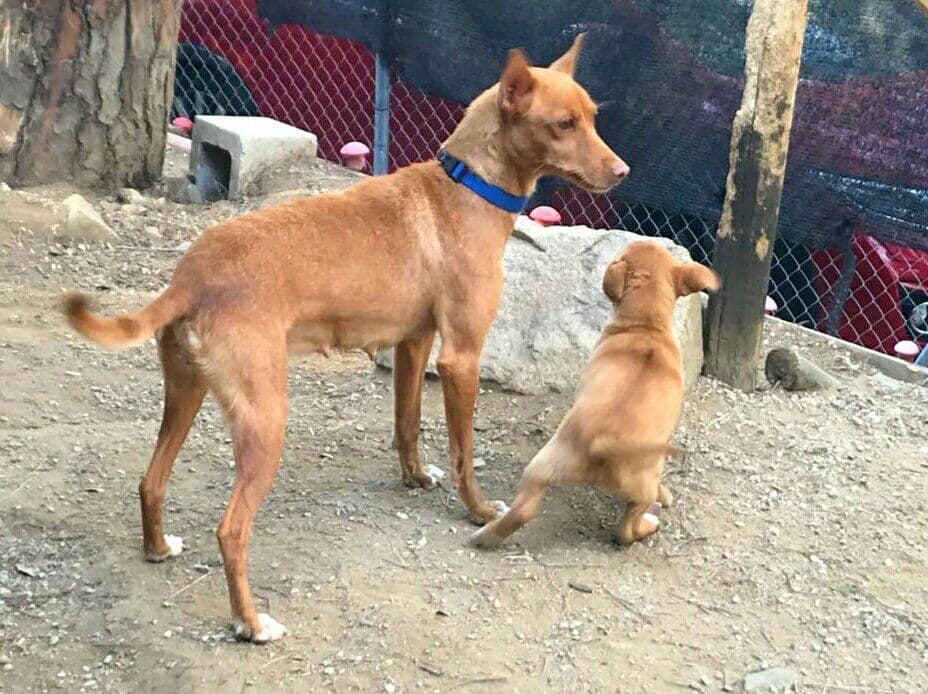 HERMIONE adoptada! - Foto 2