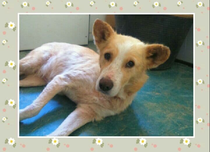 CHLOE adoptada! - Foto 2