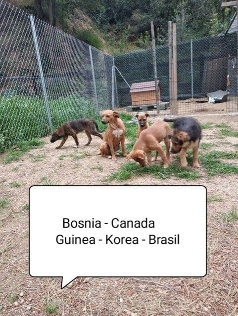 CANADÁ Y SUS BEBÉS S!
