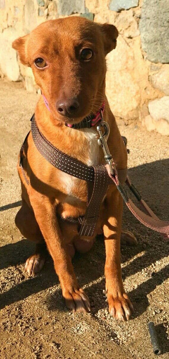 COOKIE adoptada! - Foto 1