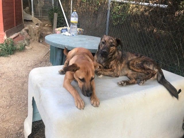 BOSNIA ADOPTADA!!! - Foto 1