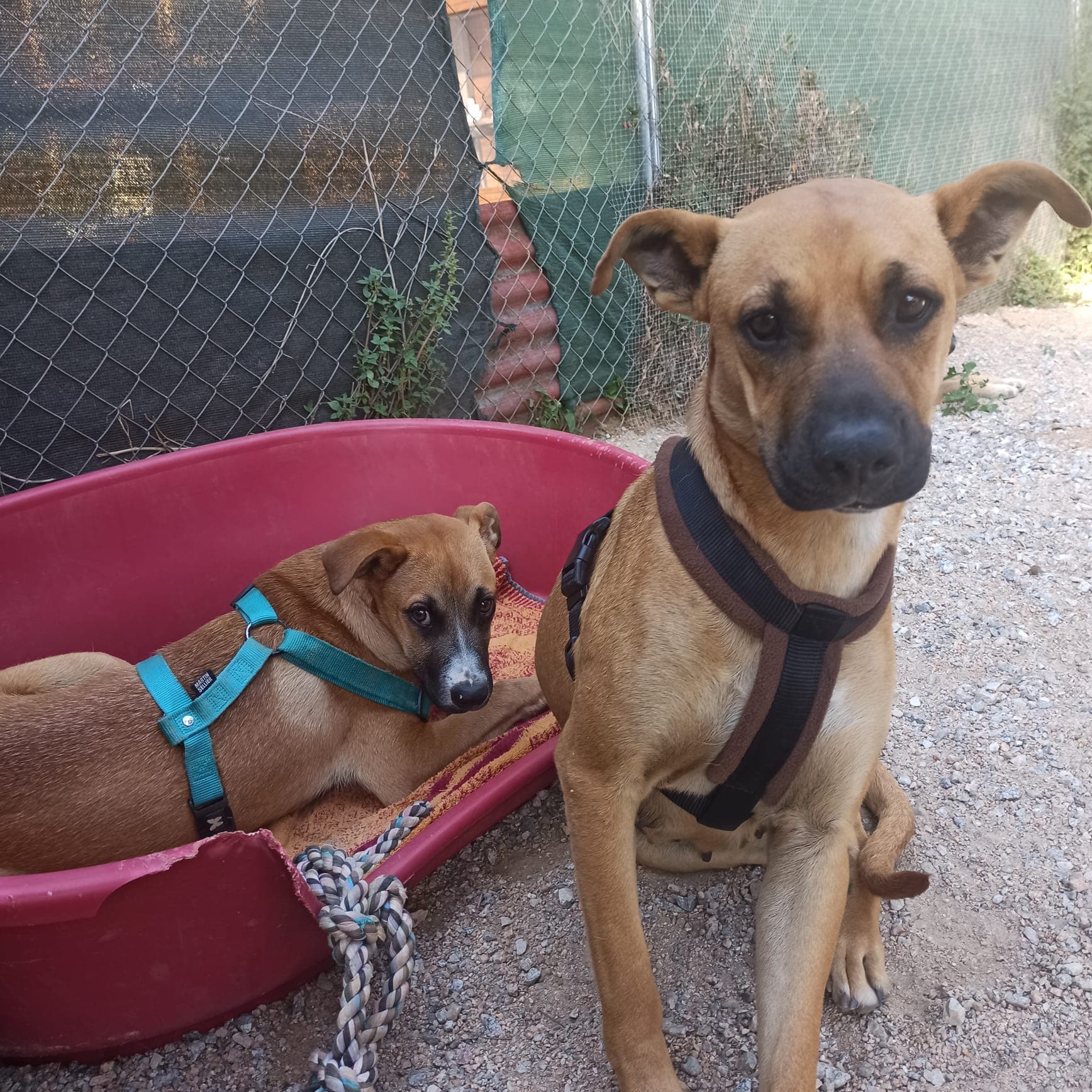 GINGER ADOPTADA - Foto 3