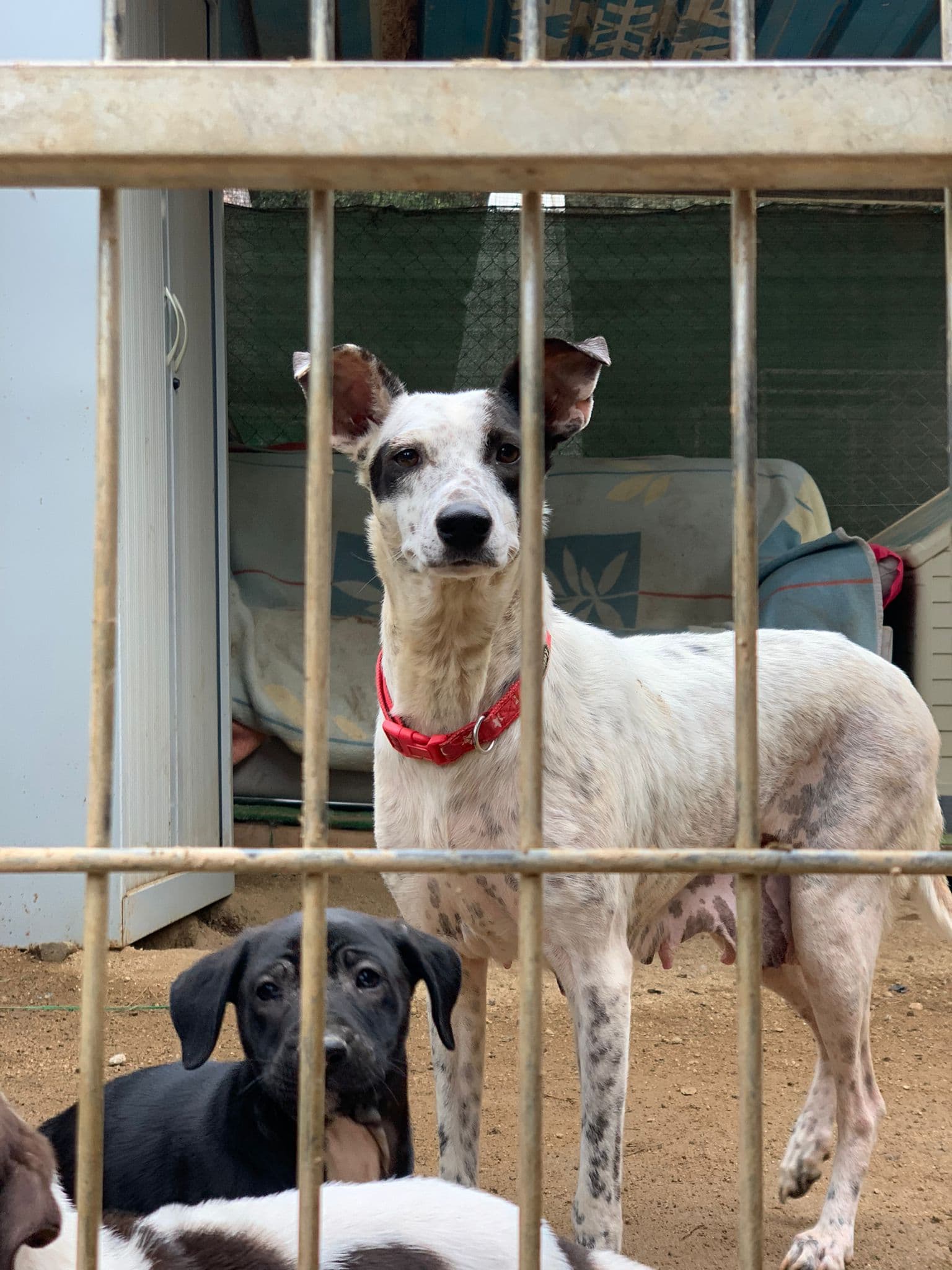 VAIANA ADOPTADA - Foto 2