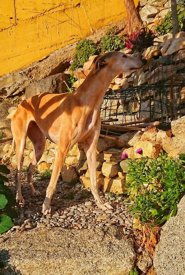 ASIA ADOPTADA! - Foto 2