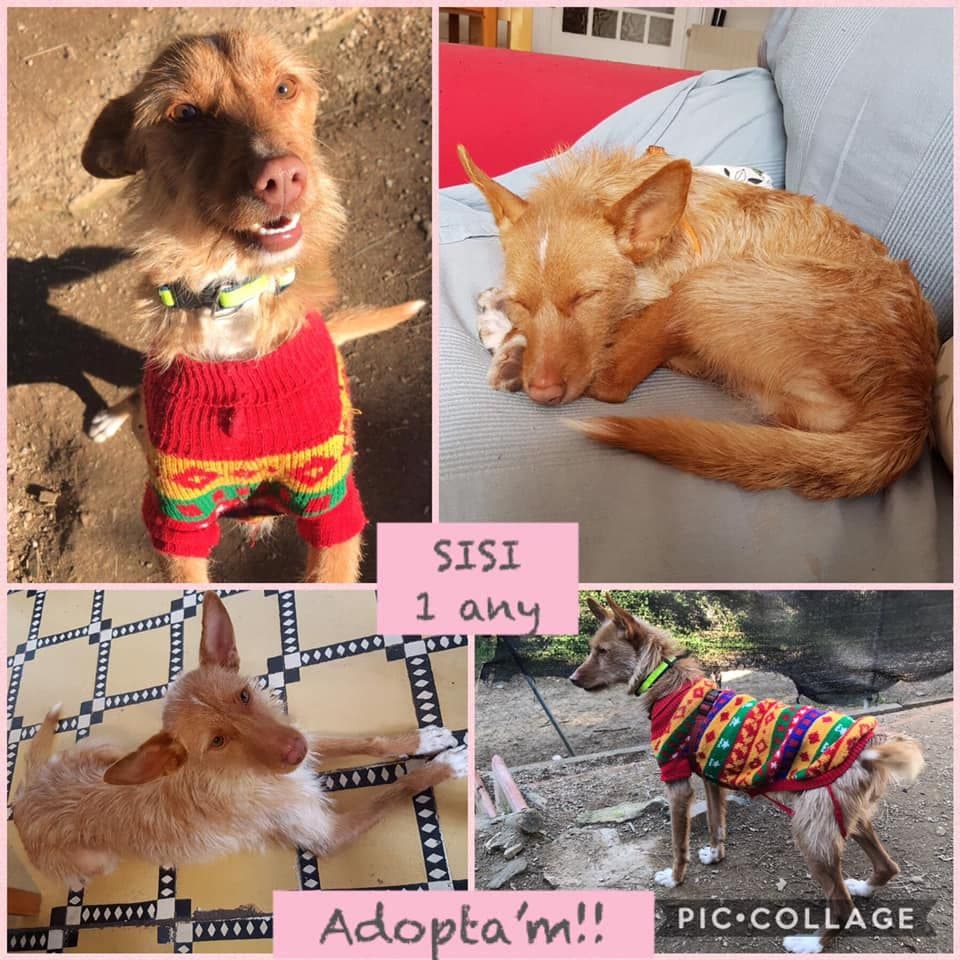 SISI ADOPTADA!