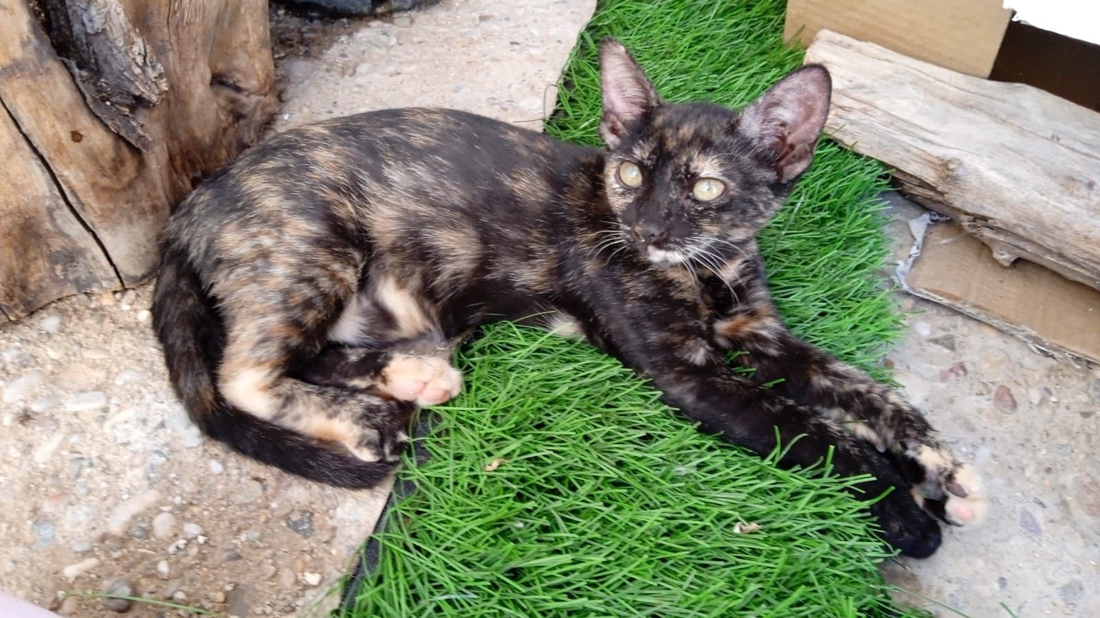 LEYRE ADOPTADA - Foto 1