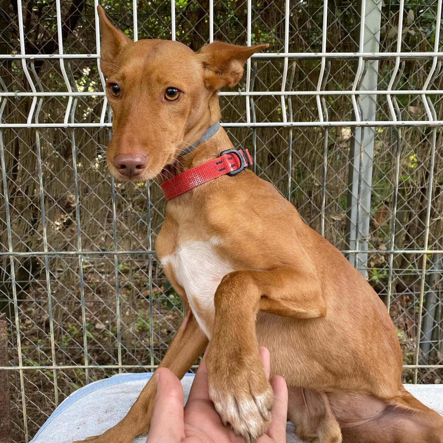 TITO Y NINA S - Foto 5