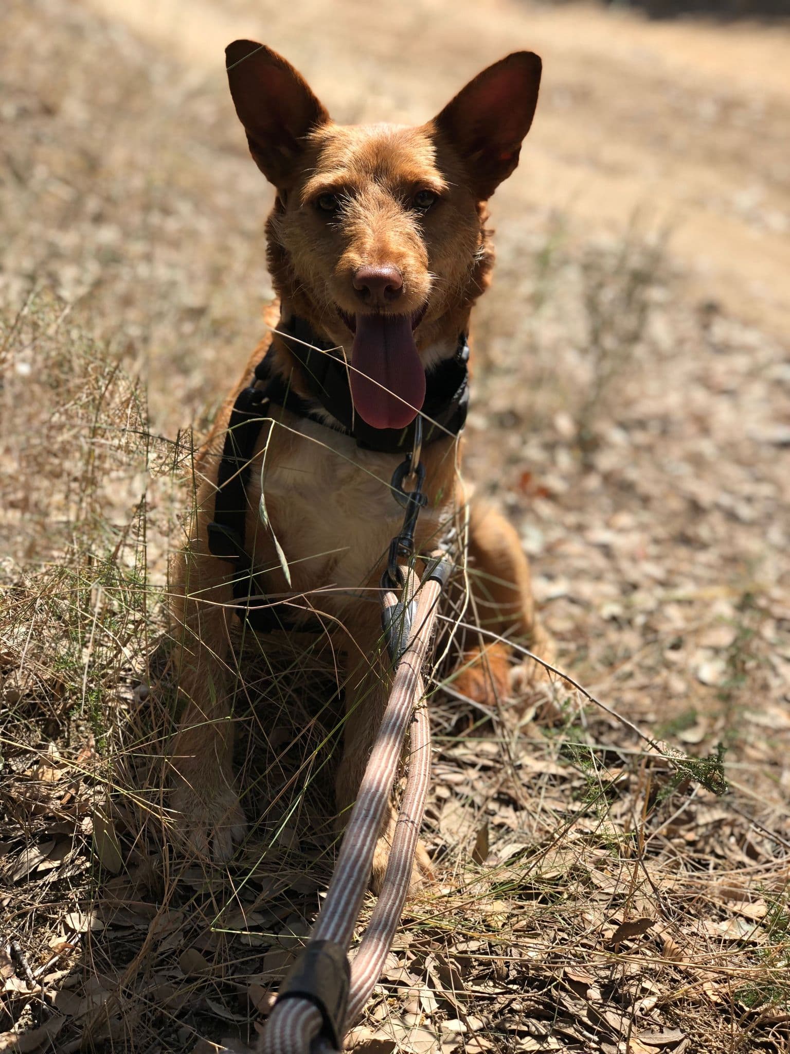 GRU ADOPTADA! - Foto 3