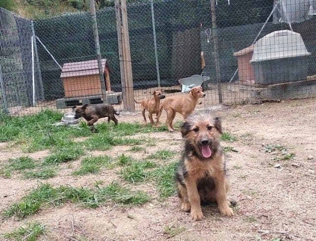 CANADÁ Y SUS BEBÉS S! - Foto 1