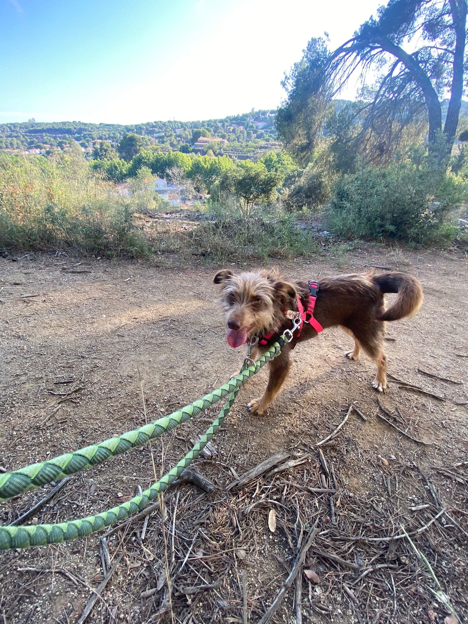 LALA ADOPTADA! - Foto 1