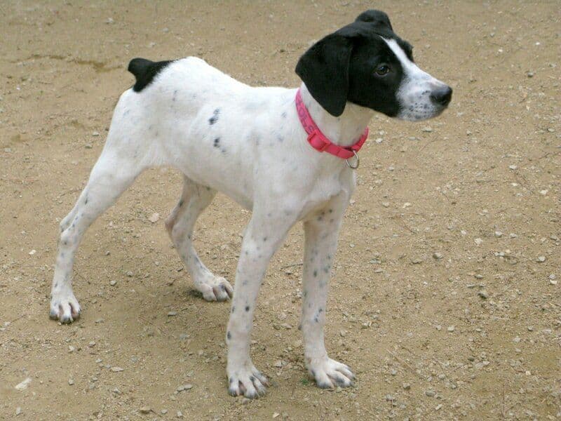 GRETA adoptada! - Foto 1