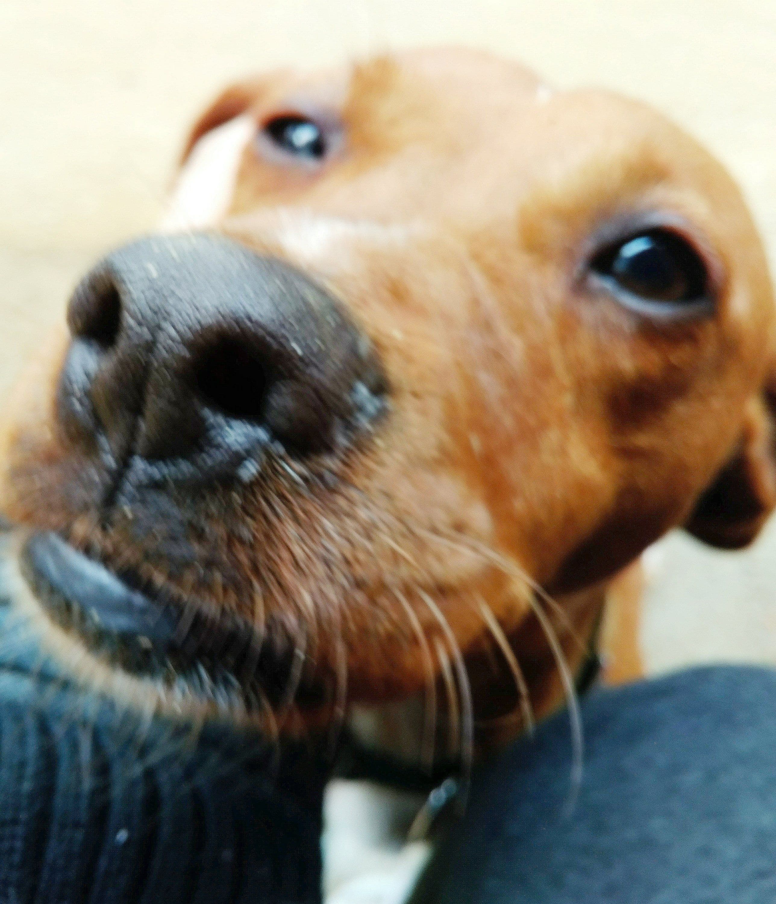 Penny adoptada! - Foto 3