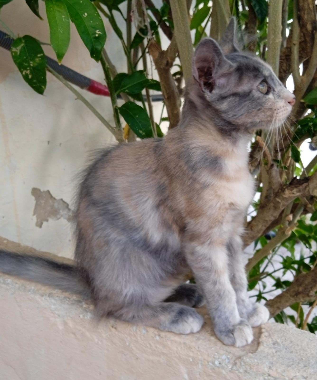 GRETEL ADOPTADA - Foto 1