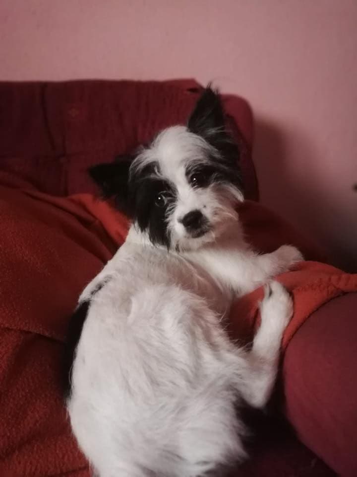 TRIANA ADOPTADA!!! - Foto 1