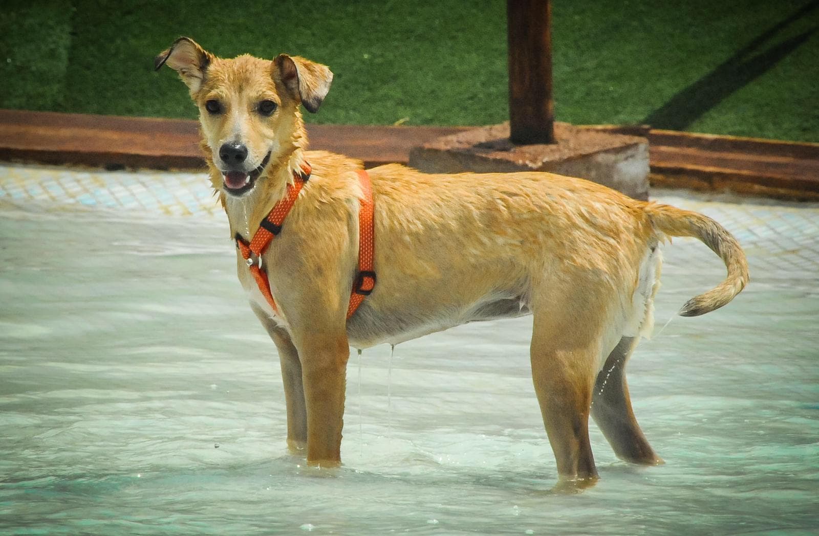 LUA ADOPTADA!!! - Foto 3