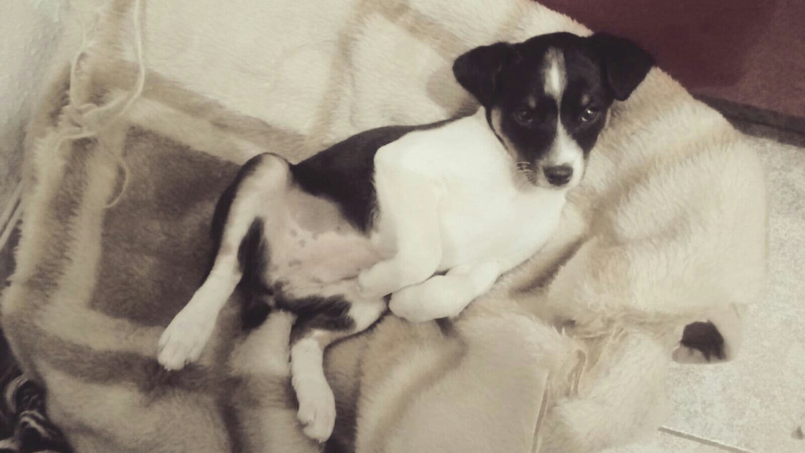 Arale adoptada! - Foto 2