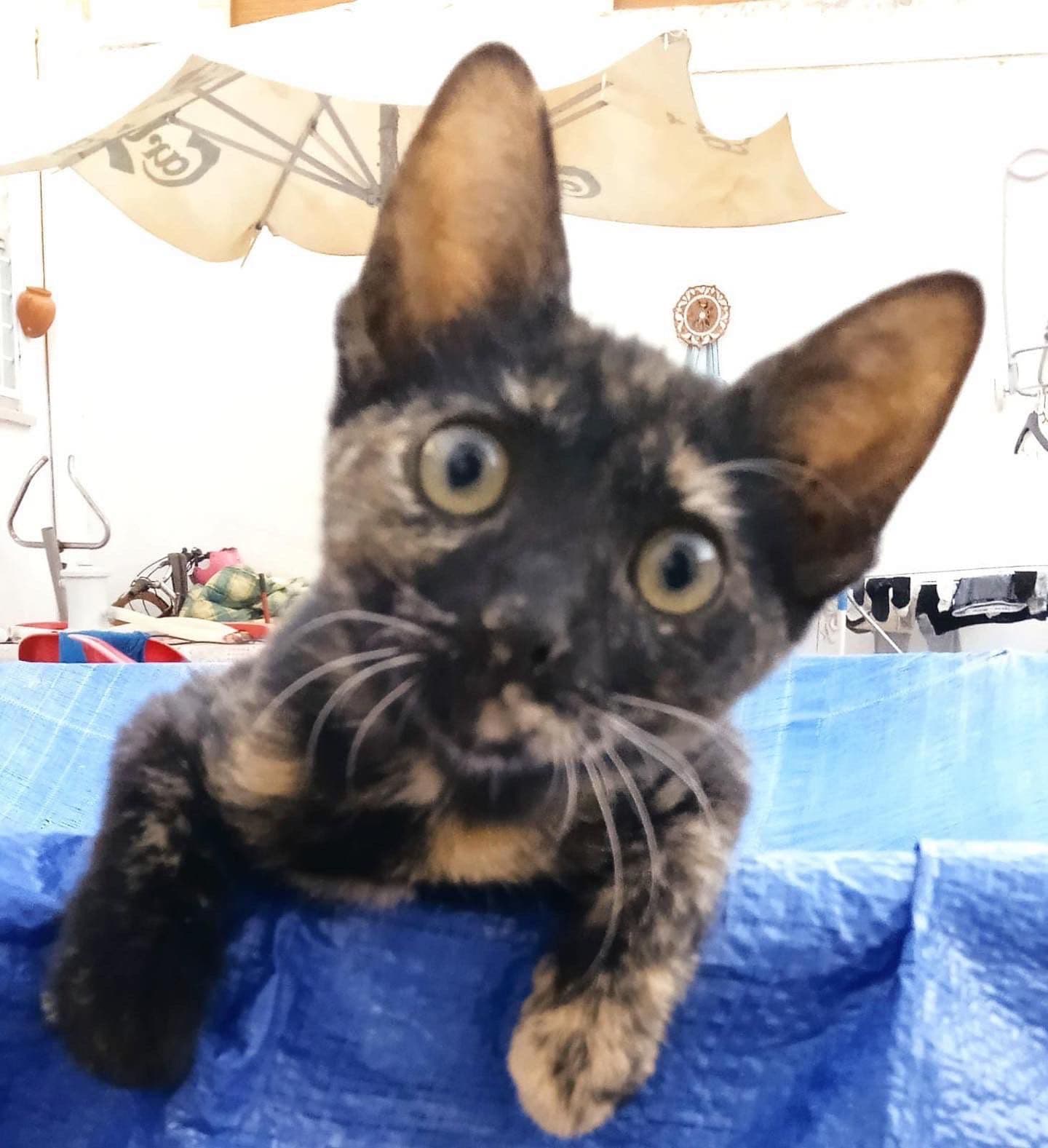 LEYRE ADOPTADA - Foto 2