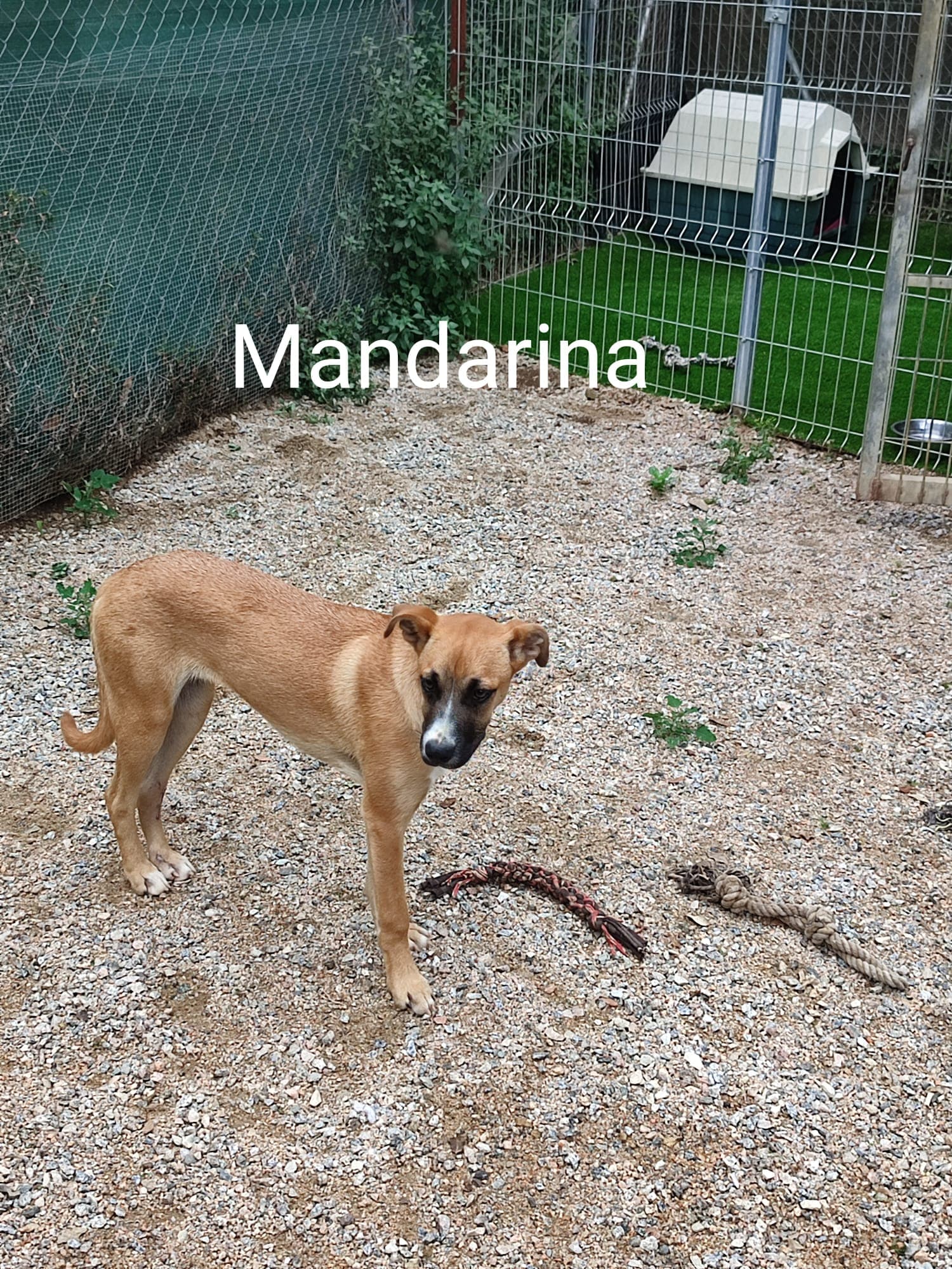 MANDARINA - Foto 2