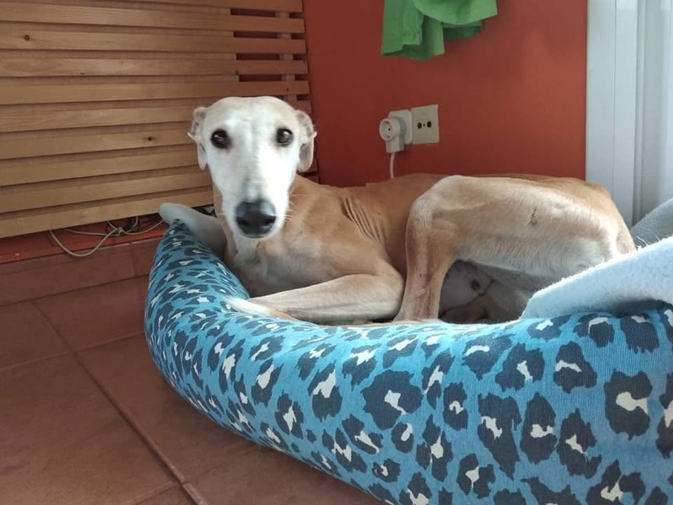 ASIA ADOPTADA! - Foto 1