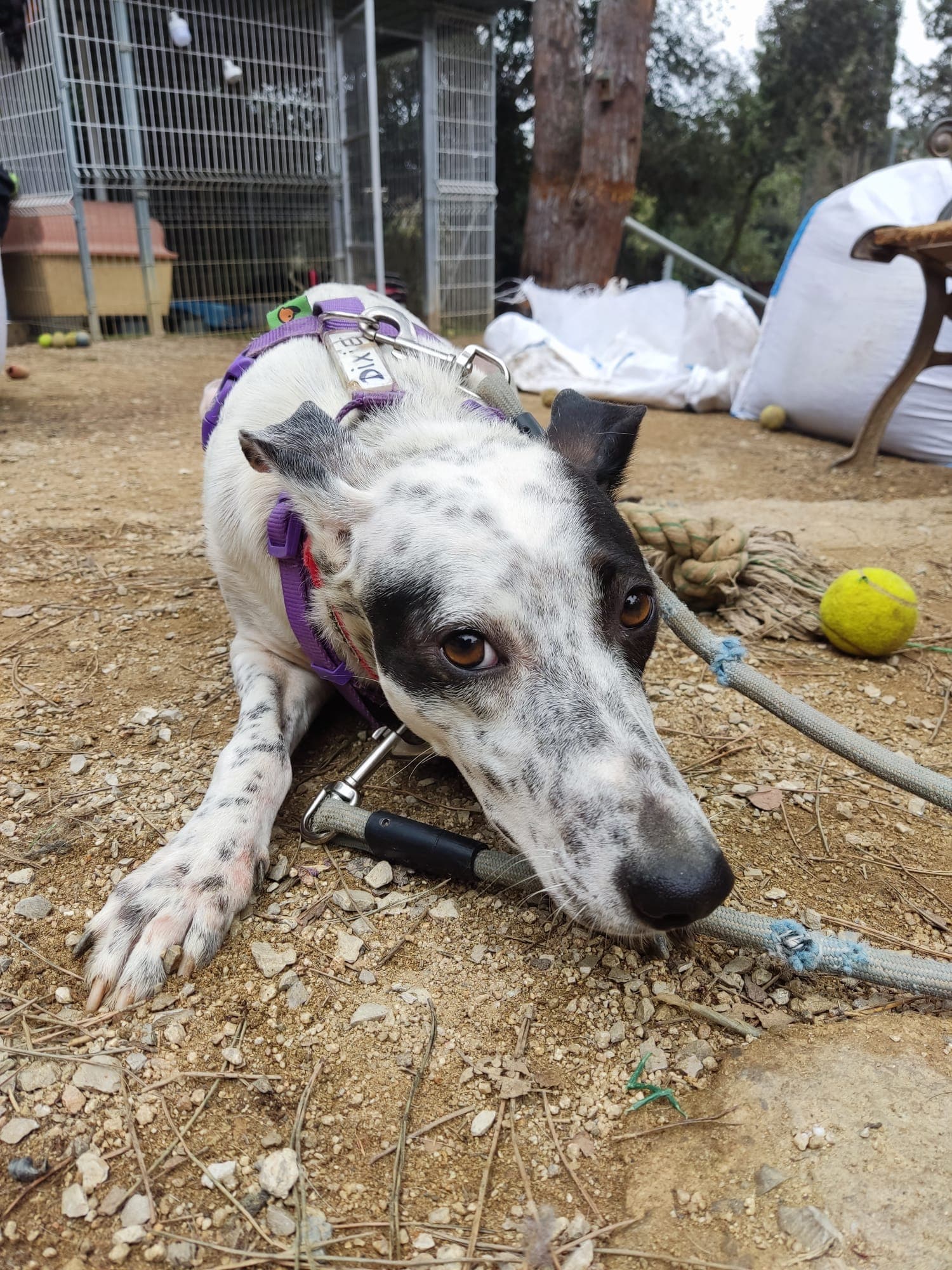 VAIANA ADOPTADA - Foto 4